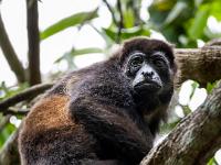 Neugieriger Brüllaffe im Teleblick